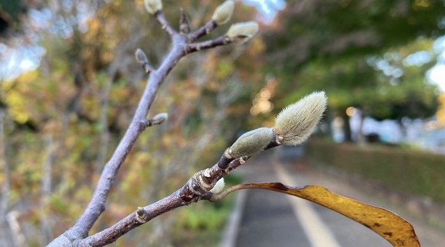 和光樹林公園のシモクレン冬芽のイメージ