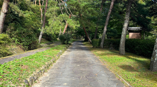 笠取峠の松並木のイメージ