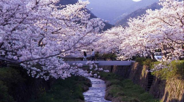 お花見の定番！一の坂川の桜のイメージ