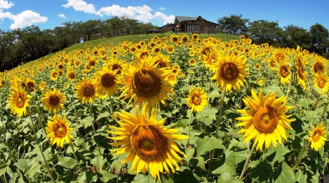 東松山市農林公園のイメージ