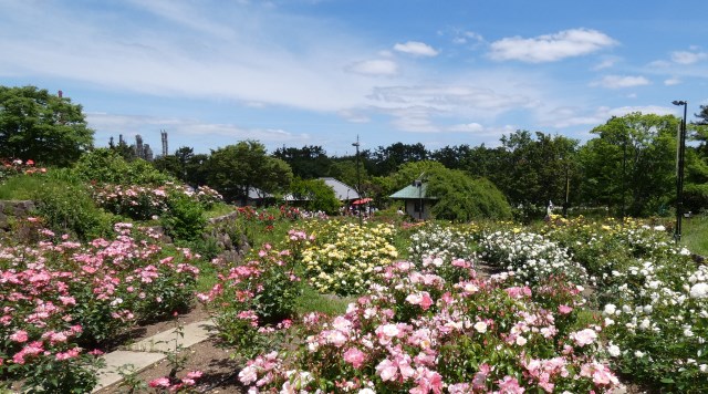 浜寺公園バラ庭園のイメージ
