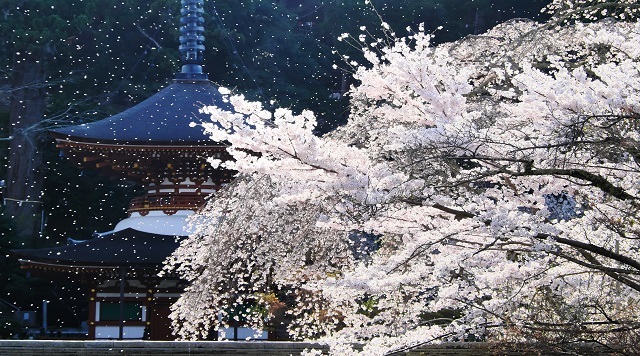 天野山　金剛寺のイメージ