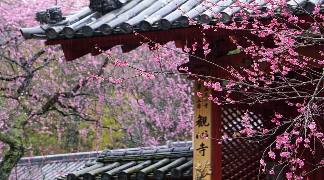 檜尾山　観心寺のイメージ