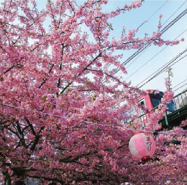 河津桜のイメージ