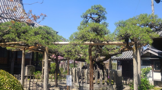 善照寺のイメージ
