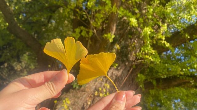 霧島の夫婦イチョウのイメージ