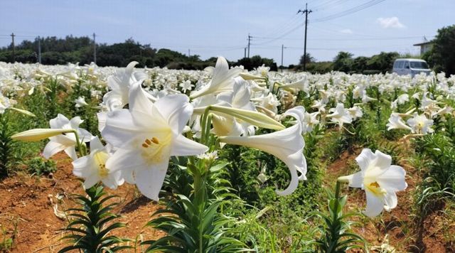 えらぶ百合(笠石海浜公園)のイメージ