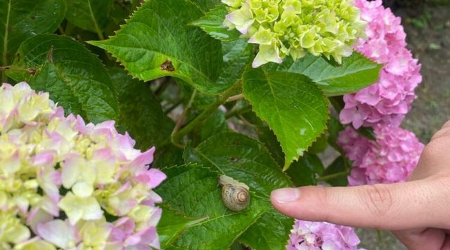 洗川あじさい園のイメージ