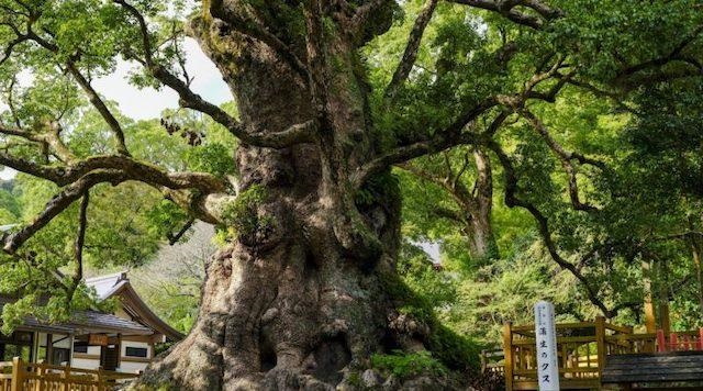 日本一の大楠のイメージ