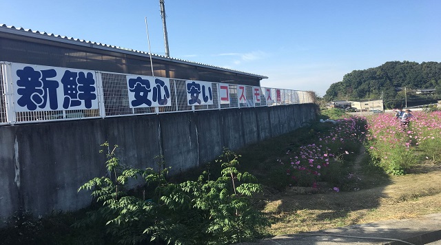 鉢ヶ峯フラワー農園コスモス館のイメージ