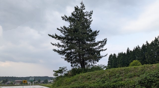 藤沢一里塚（丸山鉄工様向周辺）のイメージ