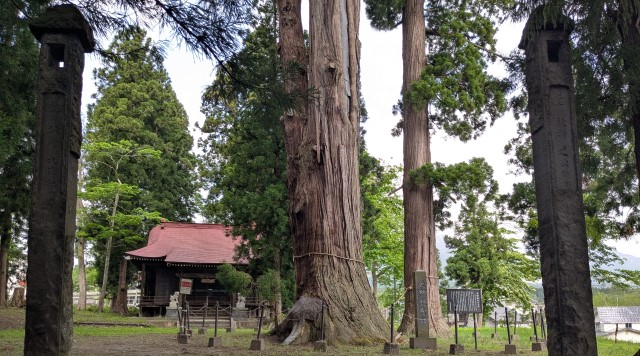 天神社の大杉のイメージ
