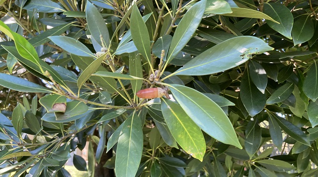 マテバシイ・スダジイのイメージ