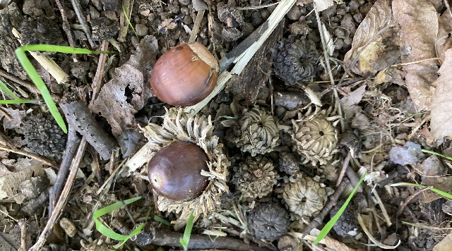 コナラ・クヌギのイメージ