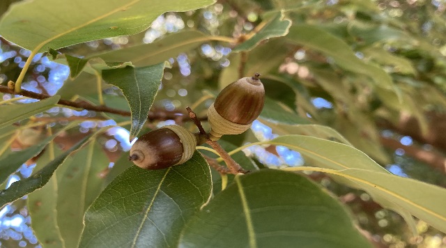 シラカシのイメージ