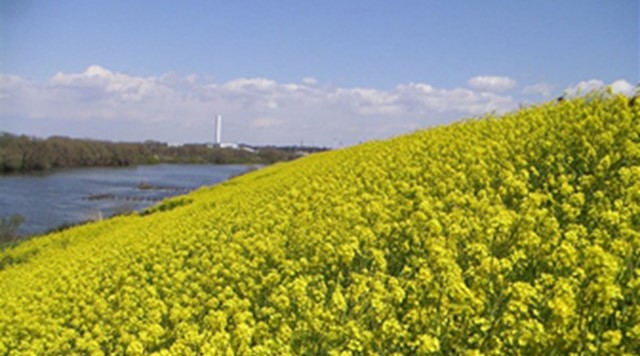 江戸川河川敷のイメージ