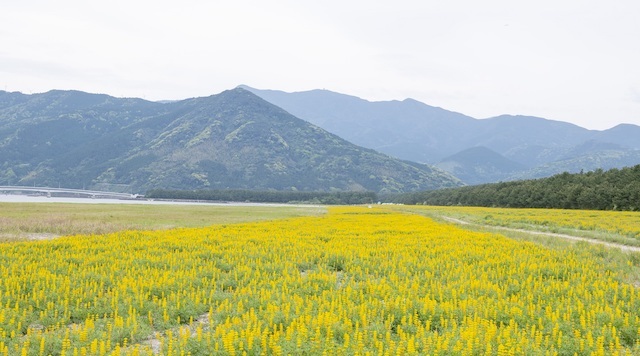 柏原海岸のルーピン畑のイメージ