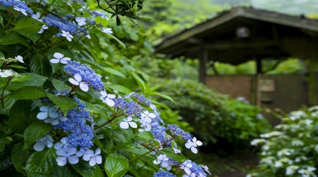 東雲の里あじさい園（しののめのさとあじさいえん）のイメージ