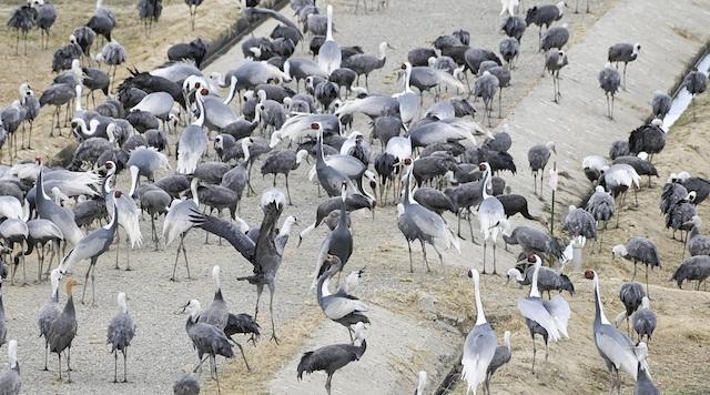 日本一のツルの渡来地のイメージ