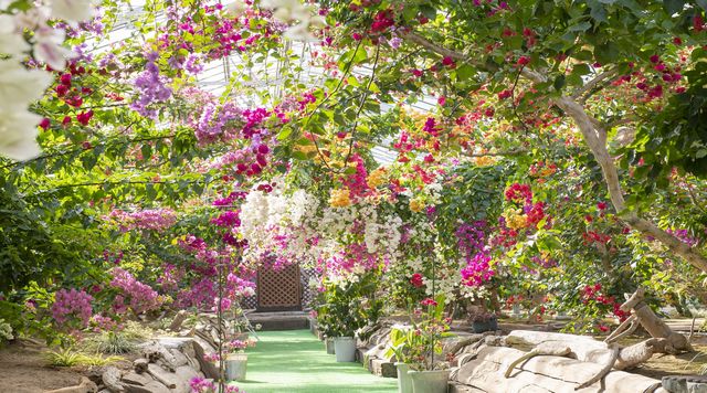 ブーゲンビリアの丘のイメージ