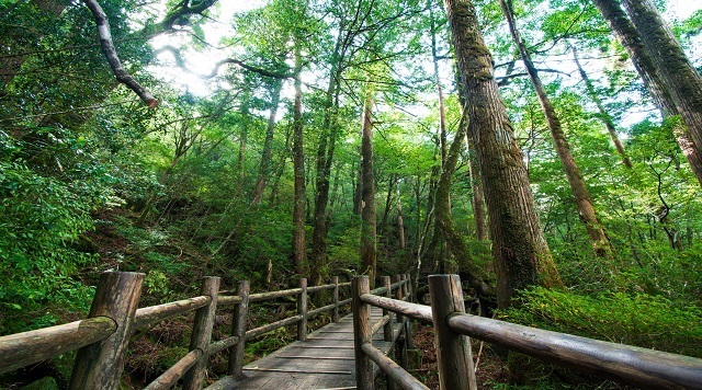〈森〉屋久島自然休養林(ヤクスギランド)(鹿児島県屋久島町)のイメージ
