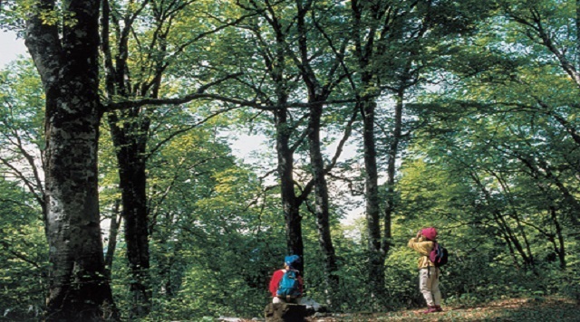 〈森〉立山美女平・ブナ坂・下ノ小平(富山県立山町)のイメージ