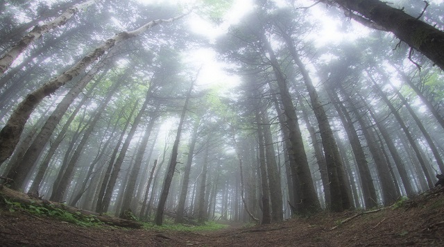 〈森〉利尻島自然休養林(北海道利尻富士町)のイメージ