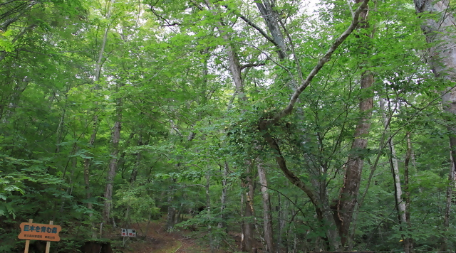 〈森〉十二神自然観察教育林（岩手県宮古市）のイメージ