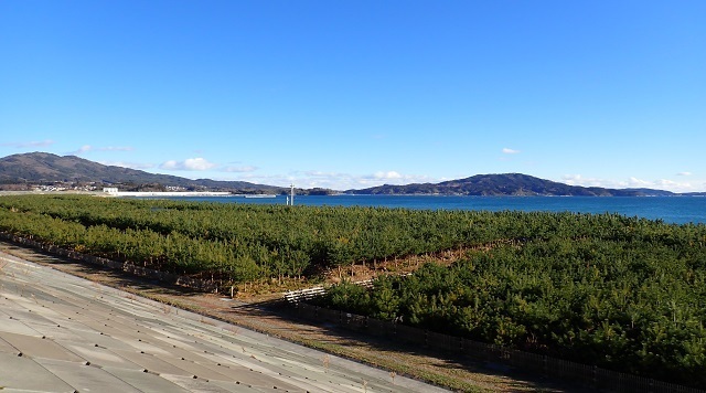 〈森〉高田松原（岩手県陸前高田市）のイメージ