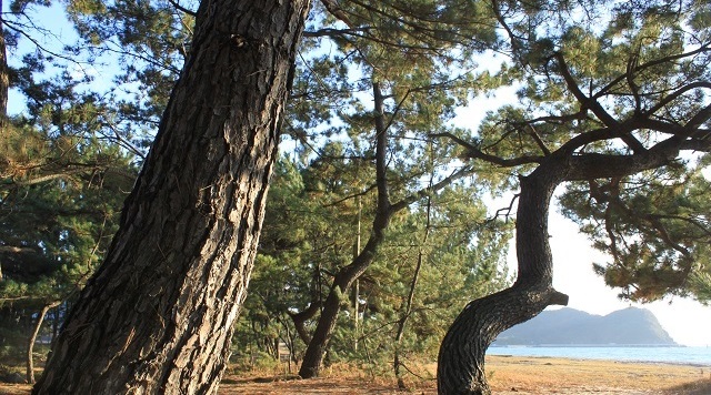 〈森〉室積・虹ケ浜海岸松林（山口県光市）のイメージ