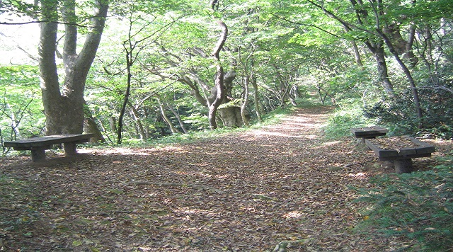 〈森〉高館山自然休養林（山形県鶴岡市）のイメージ
