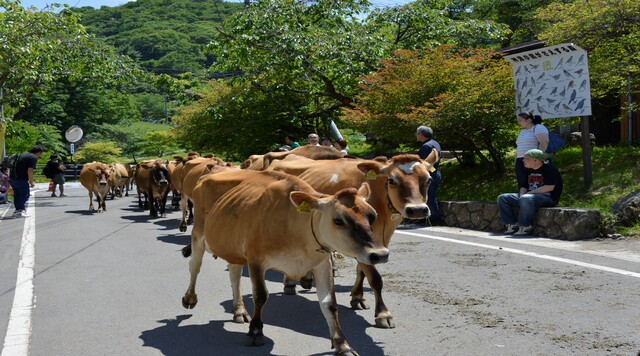 神津牧場のイメージ