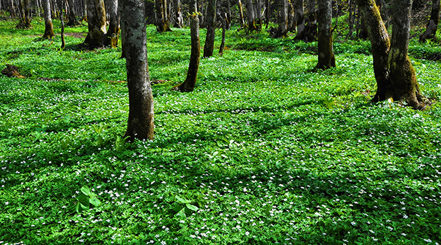 ニリンソウ群生地のイメージ