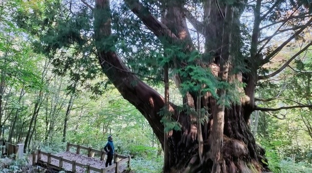 平湯温泉を1000年見守る森の巨人大ネズコを目指す自然散策ツアーのイメージ