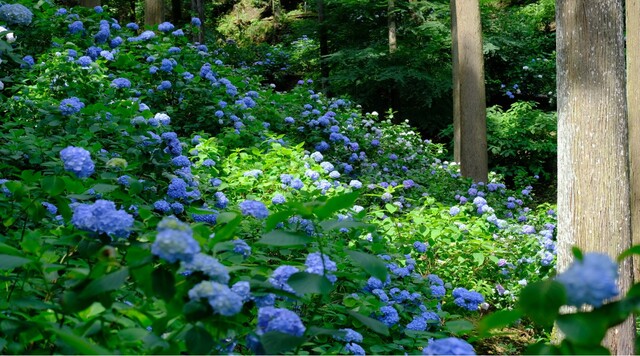 南沢あじさい山のイメージ