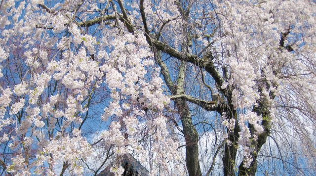 長谷寺のしだれ桜のイメージ