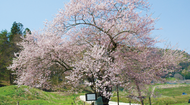 黒川・桜林のエドヒガン（飯綱町天然記念物）のイメージ