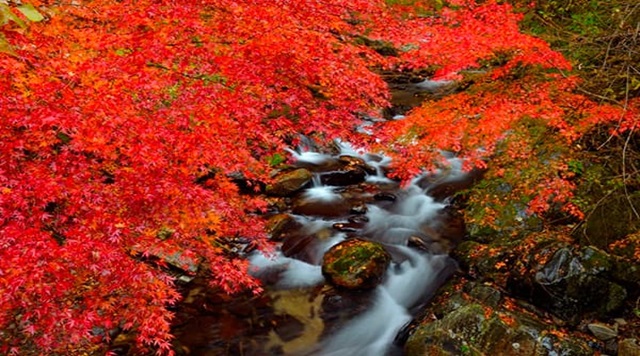 花園渓谷のイメージ