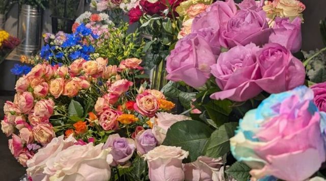 観葉植物のまち 指宿へのイメージ