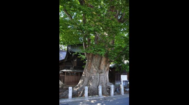 「須賀神社　茅の輪まつりに　大欅」のイメージ