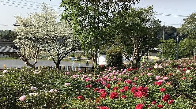 東松山ぼたん園のぼたん・シャクヤクのイメージ