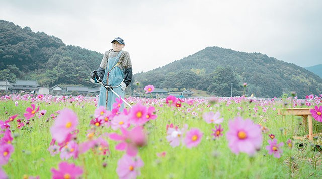 三間のコスモス畑のイメージ