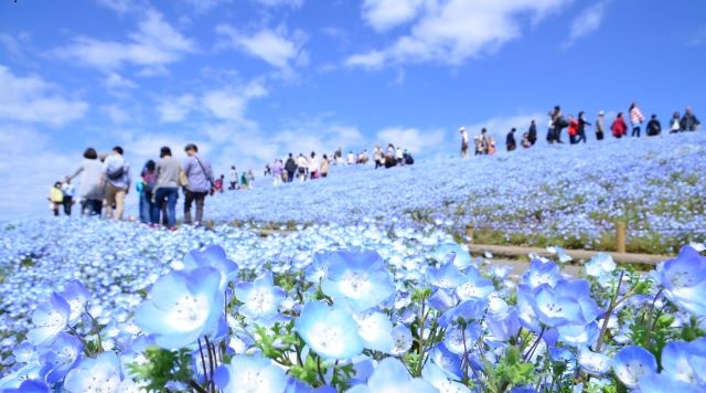 国営ひたち海浜公園のイメージ