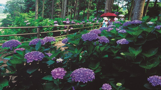 涸沼自然公園のイメージ