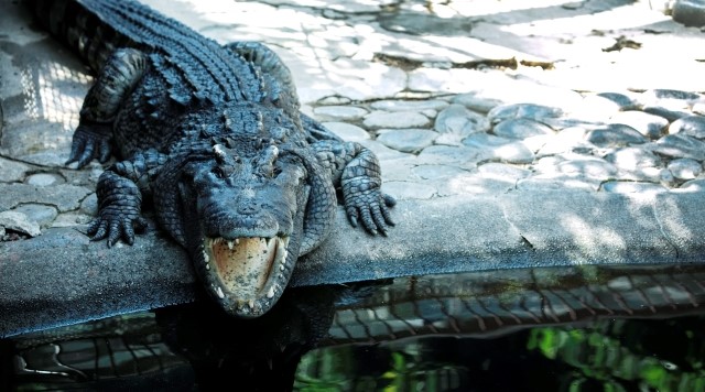 熱川バナナワニ園のイメージ