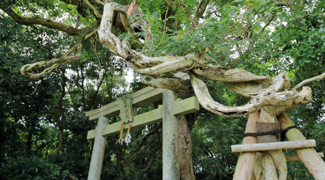 田中神社の森のイメージ