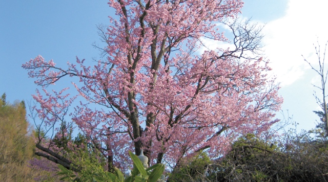 地蔵久保のオオヤマザクラ（長野県天然記念物）のイメージ