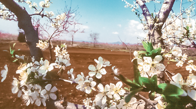 北信五岳道路沿いのリンゴ畑のイメージ