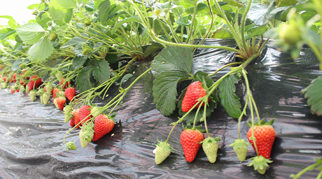 こうこの畑のイメージ