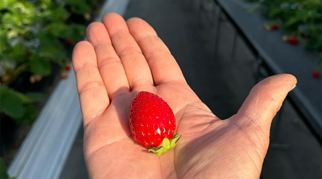 いちご屋おかもとのイメージ